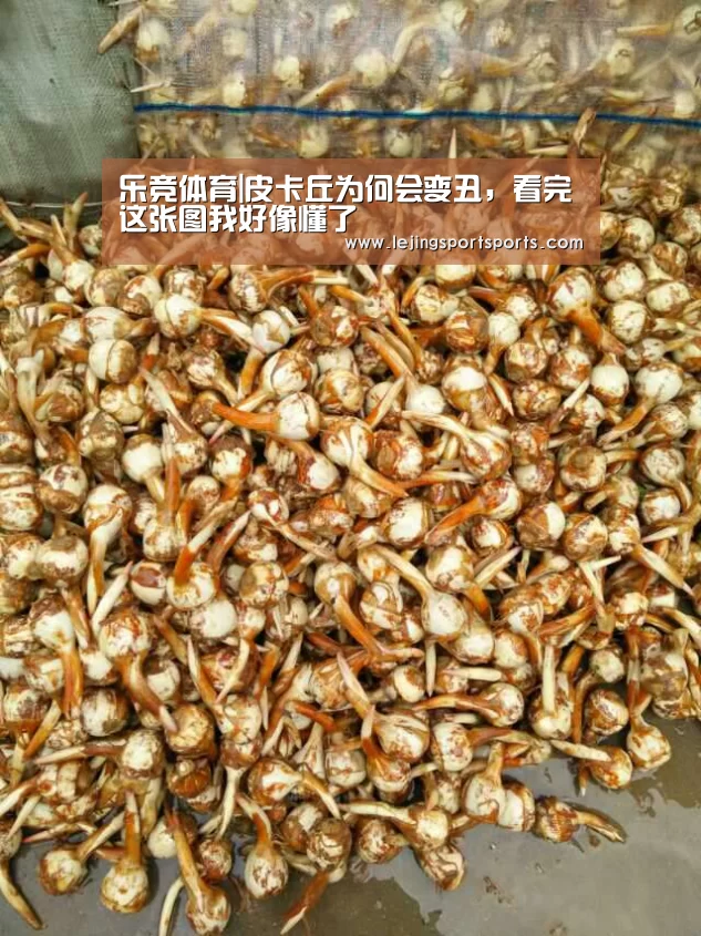 乐竞体育|皮卡丘为何会变丑,看完这张图我好像懂了(图1) 乐竞体育